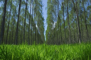    Baixa da Selic deve tornar investimento em florestas plantadas mais atraente que renda fixa, aponta Forest2Market do Brasil