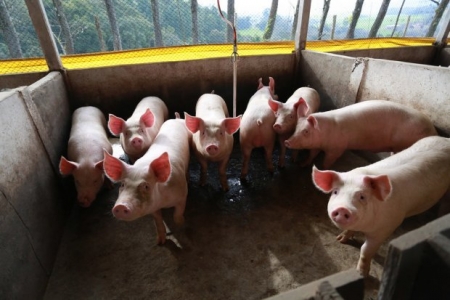 Santa Catarina bate recorde nas exportações de carne suína em setembro