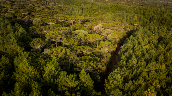 Klabin avança no manejo sustentável de áreas florestais em Santa Catarina
