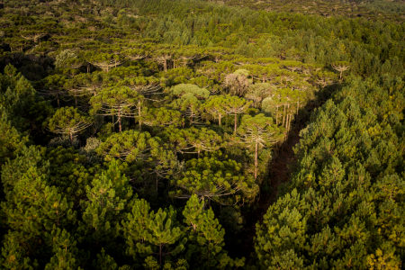 Klabin avança no manejo sustentável de áreas florestais em Santa Catarina