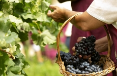 Vinícola Legado dá início ao seu tradicional Momento da Colheita