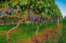 Florianópolis sedia o lançamento da 7ª Vindima de Altitude