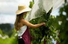 Vinícola Legado dá início ao seu tradicional Momento da Colheita