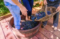 Vindima em Bento Gonçalves segue até março e tem passeio com Maria Fumaça