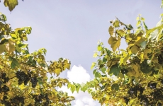 Ainda é tempo de Vindima na Serra Gaúcha