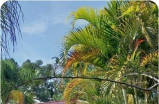 Recanto Akaiaka: restaurante à base de tilápia é o local ideal para seu final de semana