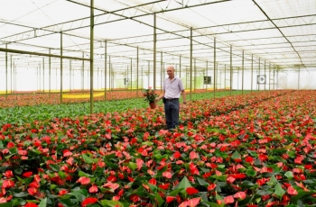 Anote na agenda: Turistas podem conhecer estufas de flores em Holambra