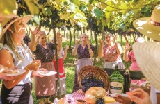 Ainda é tempo de Vindima na Serra Gaúcha