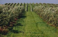 RAR, fundada por Raul Anselmo Randon, lançará linha de azeite de oliva a partir de produção própria