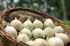 Epagri pesquisa cebola sadia: bom para o agricultor e para o consumidor