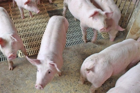 Santa Catarina registra alta de 54% no faturamento com as exportações de carne suína em abril