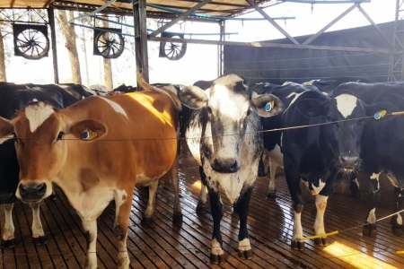 Parceria da Allflex com a Nestlé vai monitorar 100% das vacas produtoras de leite orgânico até 2020