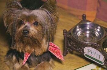 Hotel em Gramado aumenta benefícios para pets e passa a receber animais de todos os tamanhos e pesos