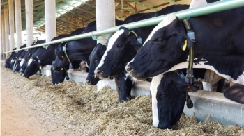 Produtor de leite aumenta em 50% taxa de observação de cio em vacas após adotar sistema de monitoramento